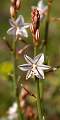  A beautiful and delicate Asphodel flower at Pierres-Blanches near Sète.